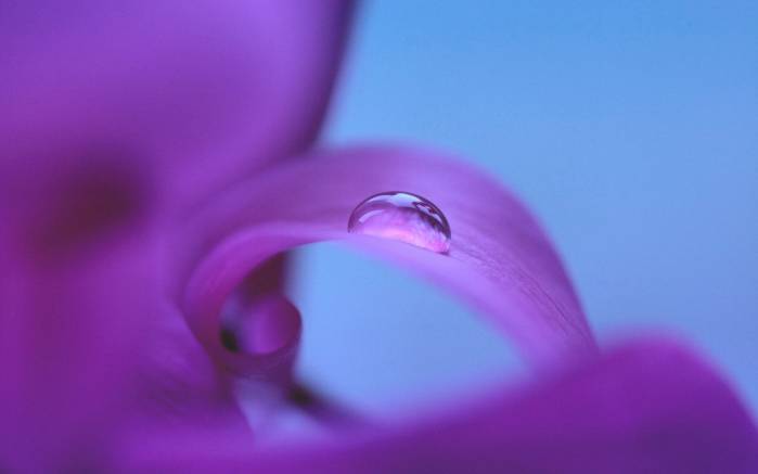 Широкоформатные обои Фиолетовая капля, Капля воды на нежном лепестке