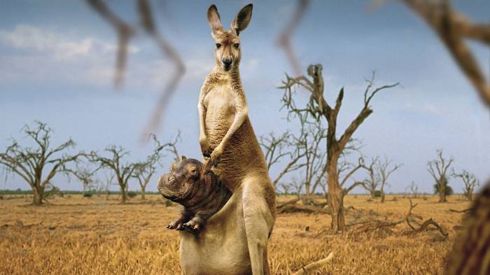 Широкоформатные обои Счастливый кенгуру, Ребенок бегемотик