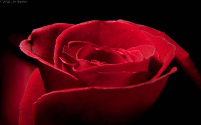 Широкоформатные обои Шикарная роза, Роза говорит: "Я люблю тебя!"