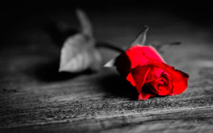 Широкоформатные обои Сила любви, Красивое изображение красной розы на сером фоне