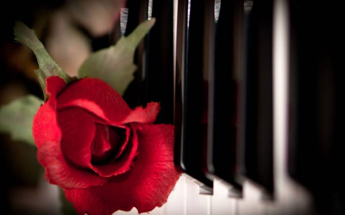 Широкоформатные обои Любовь к музыкальному инструменту, Роза и клавиши рояля