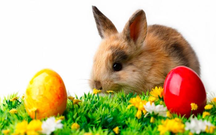 Широкоформатные обои Пушистый пасхальный кролик, Кролик и два яичка