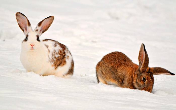 Широкоформатные обои Два пасхальных кролика, Пасхальные кролики на снегу