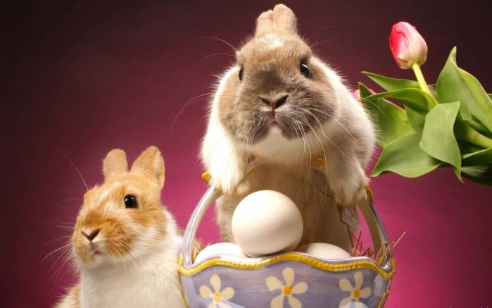 Широкоформатные обои Тюльпаны, кролик и яйца, Пасхальный кролик