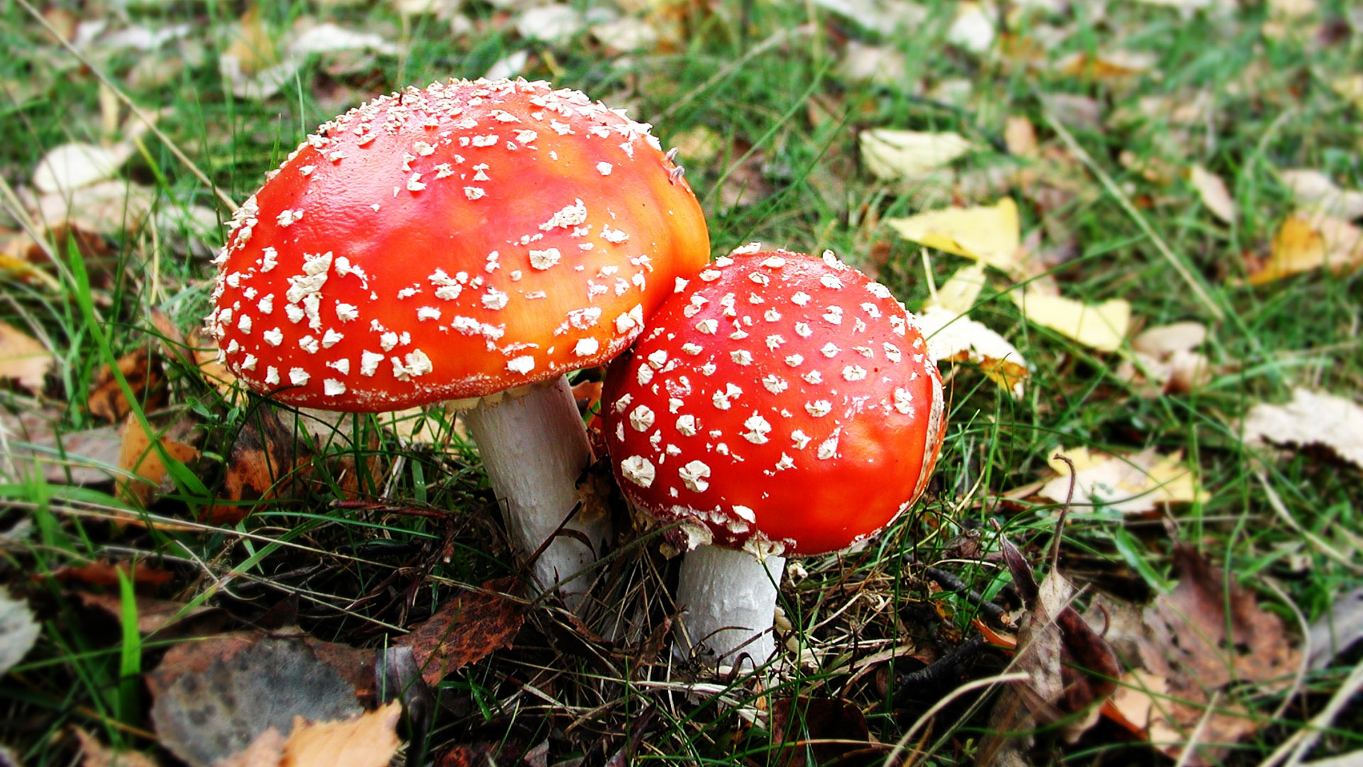 кто питается грибами в лесу из животных