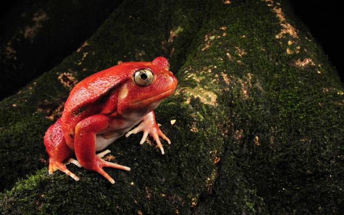 Широкоформатные обои Красная лягушка, Лягушка на мхе