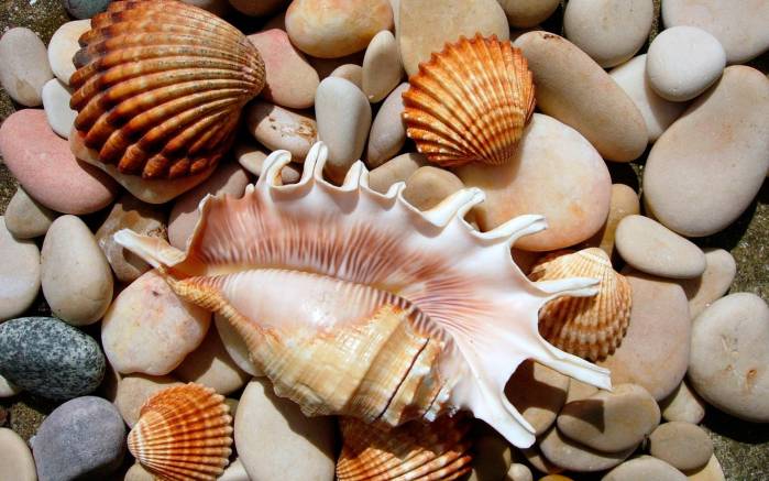 Широкоформатные обои Морские раковины, Красивые морские раковины