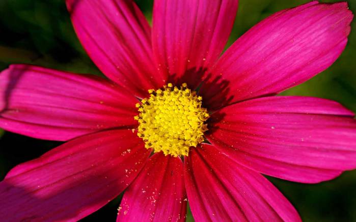 Широкоформатные обои Малиновый цветок, Малиновый цветок пыльцой