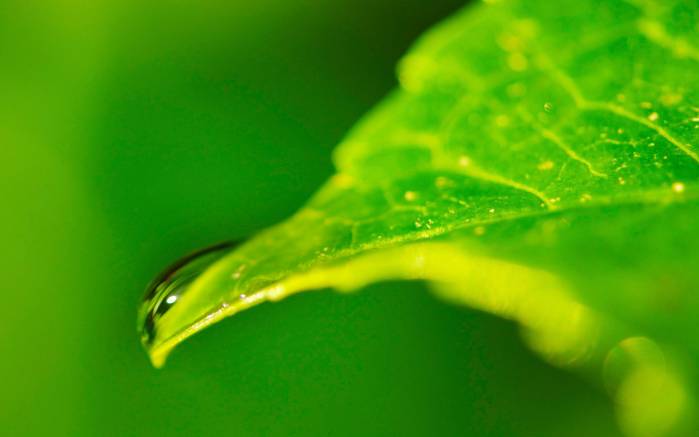 Широкоформатные обои Капли воды, Макросъемка капли воды на зеленом листе
