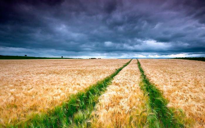 Широкоформатные обои Пшеничное поле под облаками, Темные небеса и поле