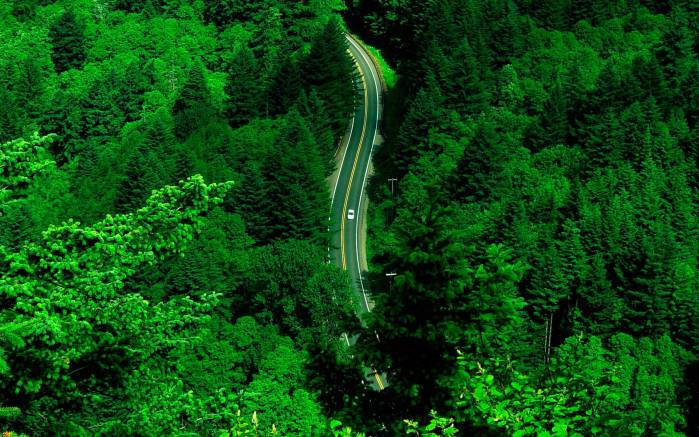 Широкоформатные обои Дорога через лес, Дорога через густой зеленый лес