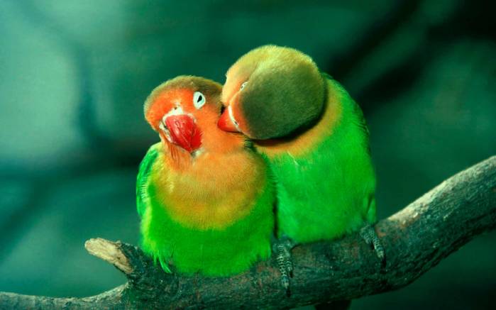 Широкоформатные обои Пара попугаев, Зеленые попугайчики