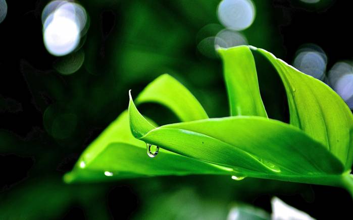 Широкоформатные обои Капелька на листе, Капля росы на ярко-зеленом листе