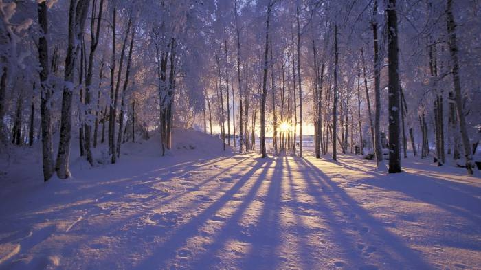 Широкоформатные обои Зимнее солнце, Зимнее солнце в лесу
