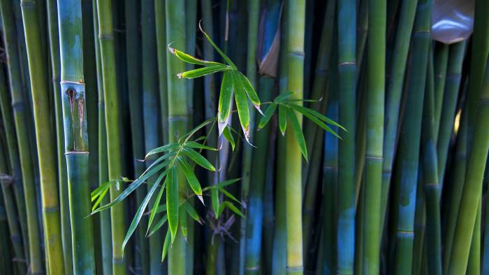 Широкоформатные обои Бамбуковые заросли, Бесконечные заросли бамбука