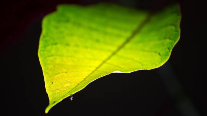Широкоформатные обои Зеленый лист, Макро съемка зеленого листа