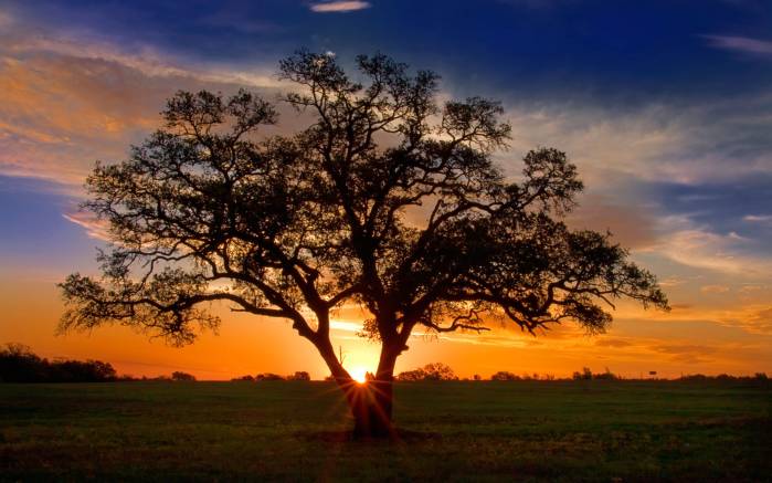 Широкоформатные обои Пейзаж Техаса, Пейзаж Техаса с красивым деревом и небом