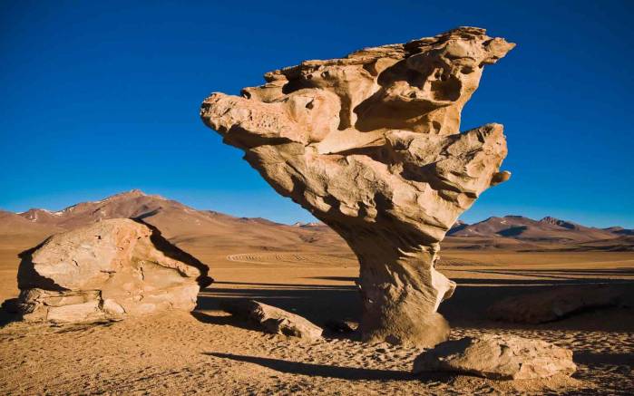Широкоформатные обои Каменное дерево, Каменное дерево Боливии