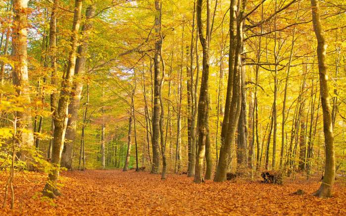 Широкоформатные обои Лиственный лес, Осенний лиственный лес
