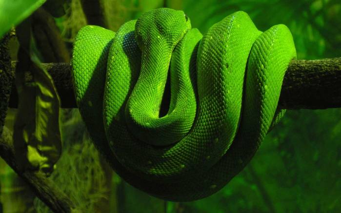 Широкоформатные обои Зеленый полоз, Зеленая змея на ветке