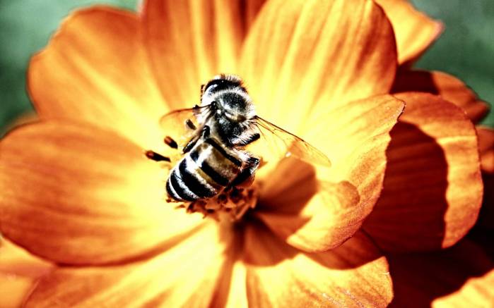 Широкоформатные обои Удивительная макро жизнь, Макро съемка пчелы