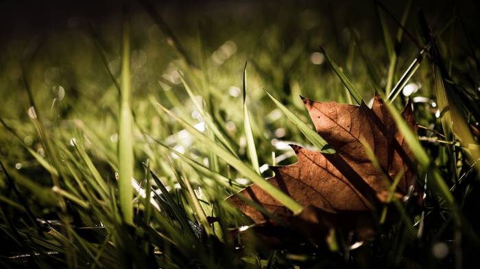 Широкоформатные обои Осенняя трава, Лист в траве