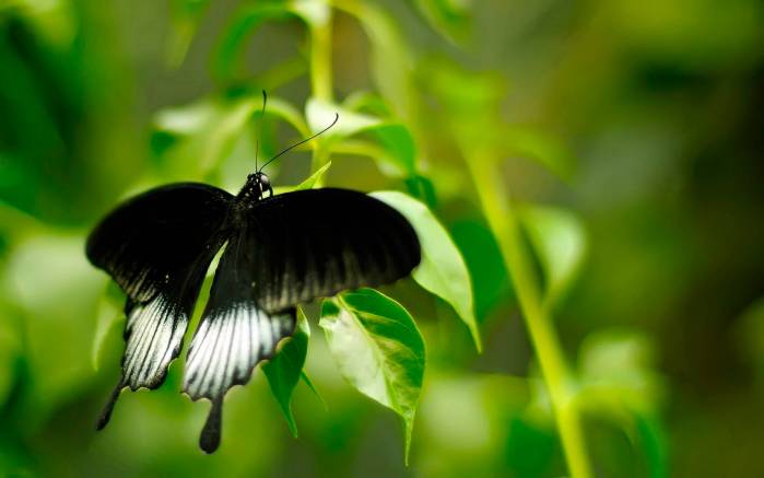 Широкоформатные обои Черная бабочка, Черное насекомое