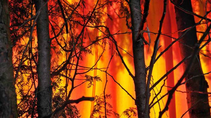 Широкоформатные обои Пожар, Пожар в лесу