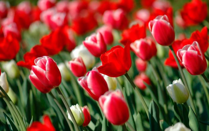 Широкоформатные обои Весенние тюльпаны, Красные весенние тюльпаны