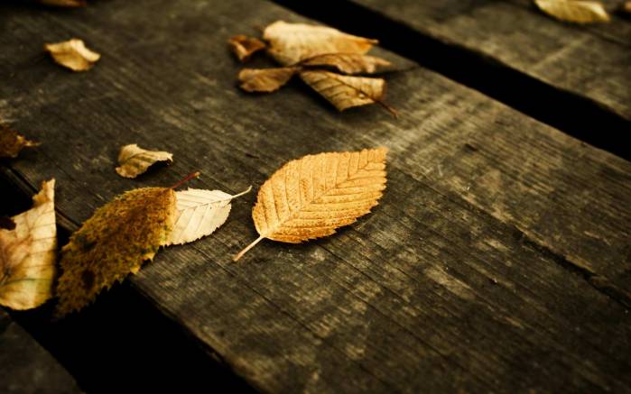 Широкоформатные обои Листья на деревянном полу, Макросъемка цветка