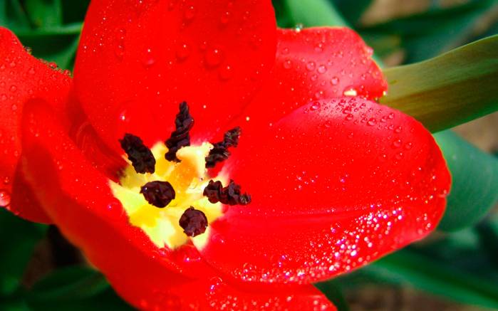 Широкоформатные обои Красный тюльпан, Макро съемка красного тюльпана