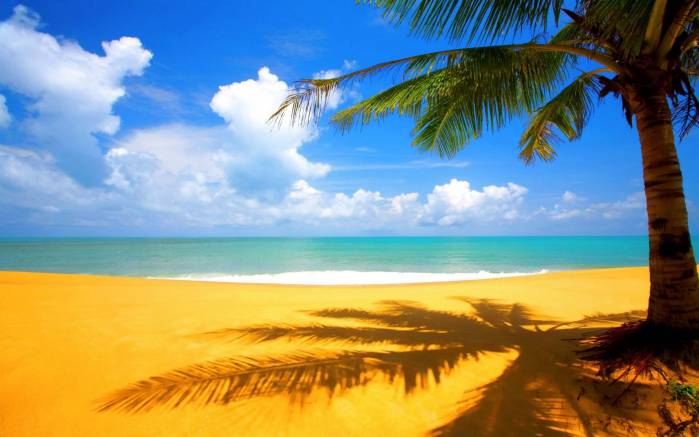 Широкоформатные обои Золотой пляж, Одинокая пальма на пляже