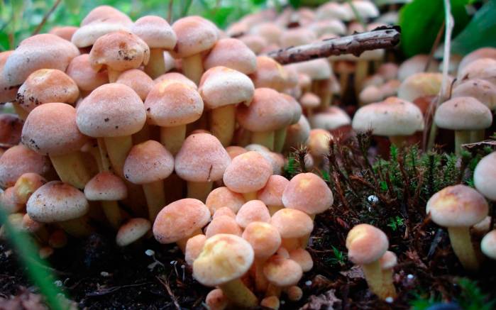 Широкоформатные обои Плантация грибов, Маленькие грибы