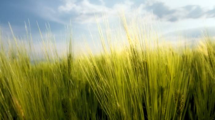 Широкоформатные обои Пшеничное поле, Весеннее пшеничное поле