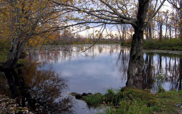 Широкоформатные обои Деревья у озера, Раскидистые деревья у спокойного озера