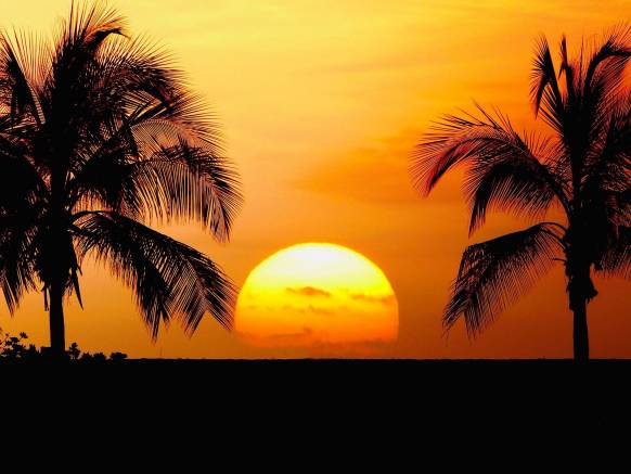 Широкоформатные обои Закат, Закат солнца на фоне пальм