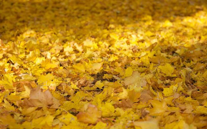 Широкоформатные обои Осенняя листва, Осенняя листва на земле