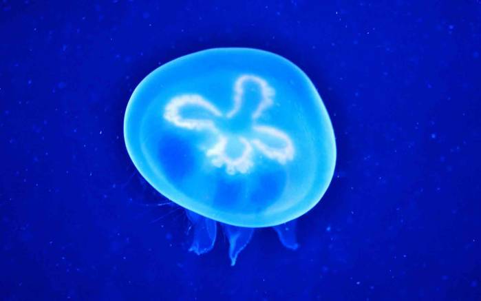Широкоформатные обои Медуза, Медуза в воде