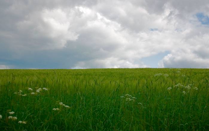 Широкоформатные обои Зеленое поле, Зеленое поле под облаками