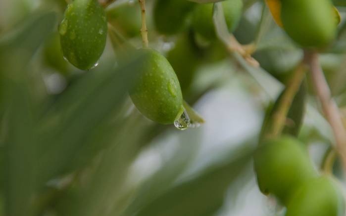 Широкоформатные обои Оливки, Капелька воды на зеленой оливке
