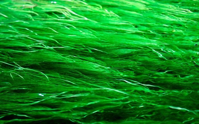 Широкоформатные обои Подводные водоросли, Подводный мир зелёных растений