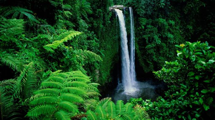 Широкоформатные обои Водопад в лесу, Затерянный водопад
