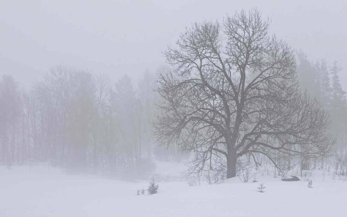 Широкоформатные обои Дерево в снегу, Дерево в снежной пурге