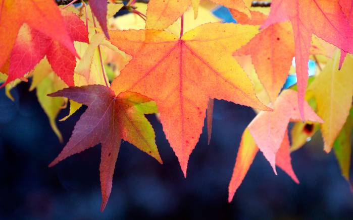 Широкоформатные обои Цвет осени, Осенние листья
