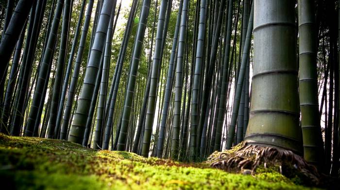 Широкоформатные обои Бамбуковый лес, Невероятное количество бамбука
