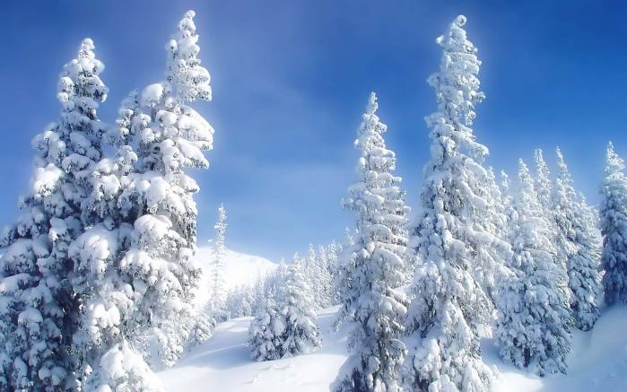Широкоформатные обои Снег на деревьях, Заснеженные деревья