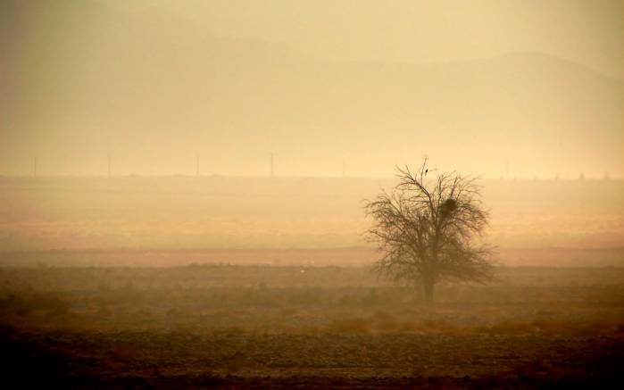 Широкоформатные обои Дерево в пустыне, Одинокое дерево в пустыне