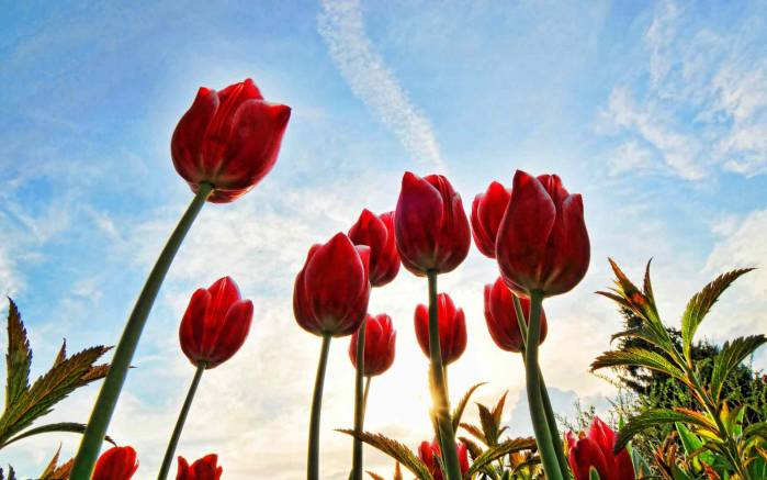 Широкоформатные обои Тюльпаны снизу, Тюльпаны снизу с видом на небо