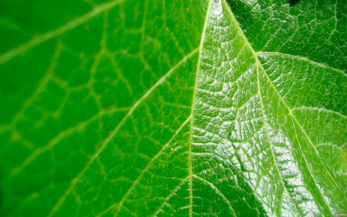 Широкоформатные обои Зеленые виноградные листья, Зеленые листья