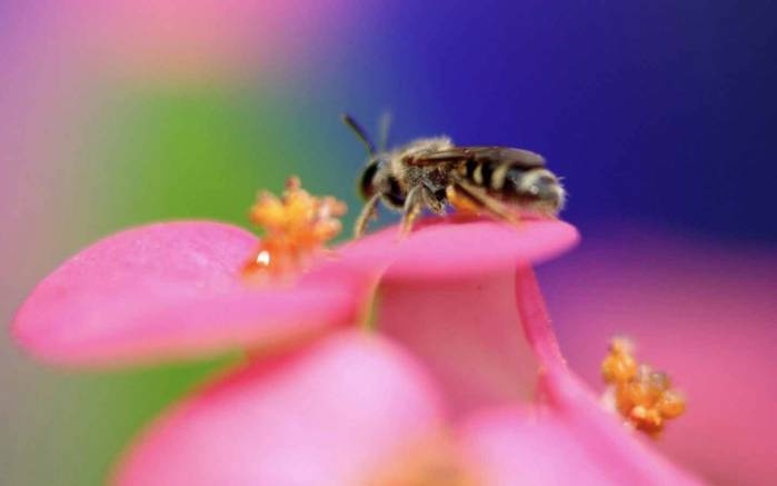 Широкоформатные обои Пчела, Пчела на цветке